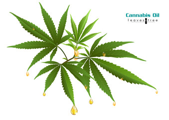 Canaabis or marijuana leaves Hemp leaf extract.