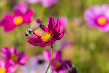 Hummingbirds and hawk moths fly and hunt on flowers in summer