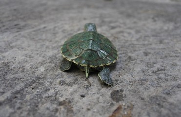 brazilian turtle is crawling