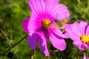 Hummingbirds and hawk moths fly and hunt on flowers in summer