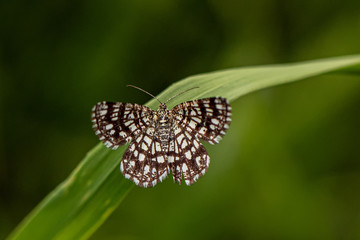 Nature 