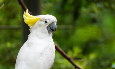 Portrait of Yellow-crested Cockatoo, Thailand
