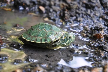 Obraz premium brazilian turtle is crawling