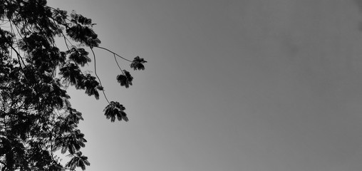 silhouette of bird on a branch