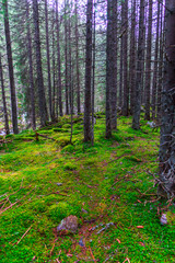 Inside of the wild forest