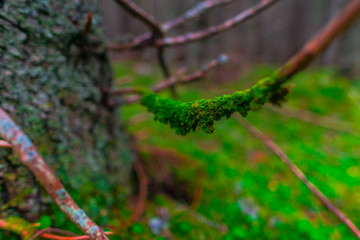 Inside of the wild forest