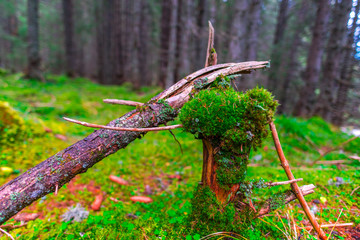Inside of the wild forest