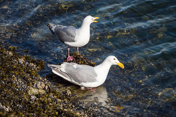 two male seagulls resting on the low water level shore line in the morning