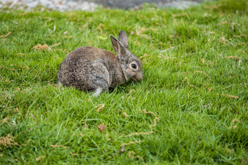 cute brown rabbit having its meal on green grass field under the shade