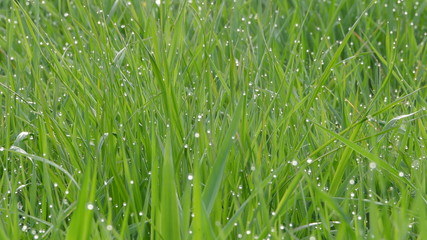 green grass with water drops