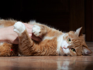 A beautiful red cat with black and white stripes playing with a man on the floor. Close-up. The cat is tired of playing. Looking away from the camera.