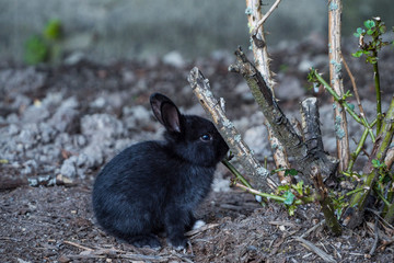 one cute black bunny sitting on the ground biting on the roots of small bushes in the shade in the park