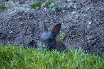 cute tiny grey bunny hiding behind green grasses under the shade