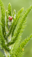 close up of red ladybug crawling on top of Yarrow plant in the garden with blurry green background