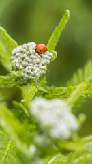 Naklejka premium close up of red ladybug crawling on top of Yarrow plant in the garden with blurry green background