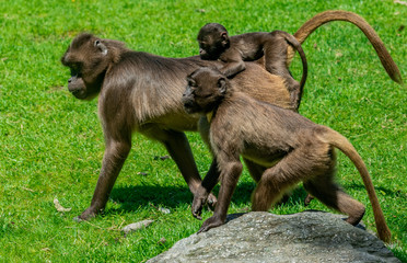 Brown Fur on a Family of Gelada Monkeys Walking