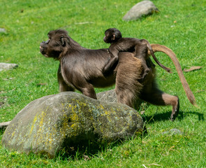 Brown Fur on a Family of Gelada Monkeys Walking