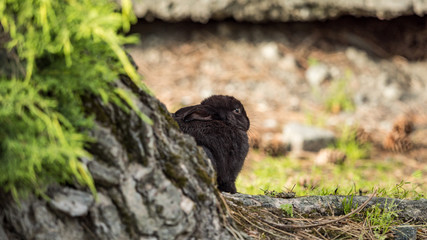 cute black bunny resting under the shade behind tree in green grass field