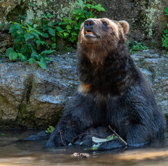 Obraz na płótnie Canvas Brown Fur on a Grizzly Bear in a Small Pond