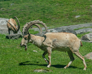 Naklejka premium Earth Toned Fur on a Wild Goat (Ibex) with Huge Horns Foraging