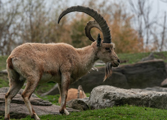 Earth Toned Fur on a Wild Goat (Ibex) with Huge Horns Foraging