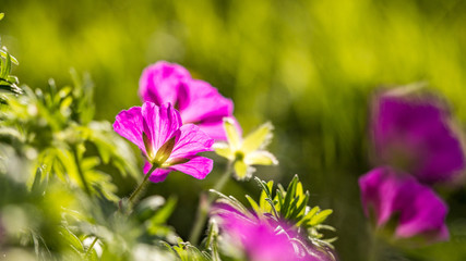 beautiful pink flower in the garden back lit by the setting sun near dawn with creamy green background