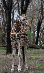 Iconic Spots on a Juvenile Giraffe Among Trees