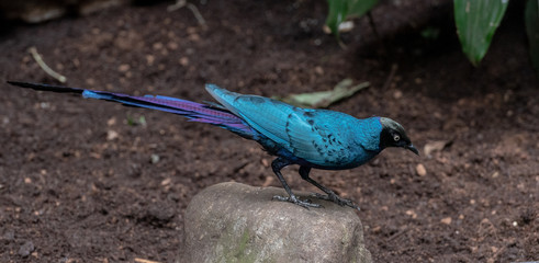 Deep Purple, Blue, and Black Plumage on a Long Tailed Blue Starling