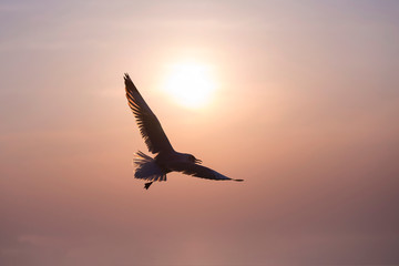 The silhouette of a flying seagull. Dramatic Sunset Sky background.