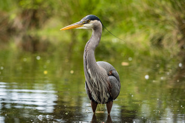 one great blue heron standing on the pond inside park searching for fish to catch