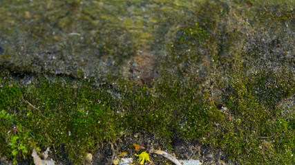 green moss wall. Web banner, long crop hor. natural green texture. Grunge nature background