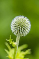 single ball shaped flower bud in the garden with creamy green background