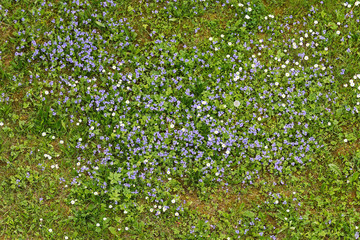 Forget-me-not flowers blooming in the green grass. Blooming little blue meadow flower