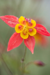 Fototapeta premium single Red Columbine flower blooming on the branch with blurry background