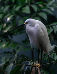 Bright White Plumage on a Snowy Egret in a Tree