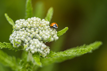 one orange ladybug crawling on top of white flowers in the garden with blurry green background
