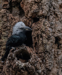 White and Black Plumage on a White Crested Horn Bill at his Nest Site