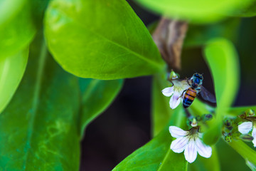 Florida Honey Bee pollinating white flowers - Close up top angle view.