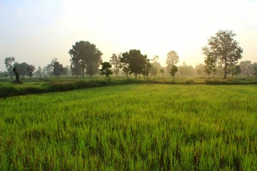 tree in the field