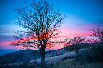 Fototapeta na wymiar Trees in the sunset