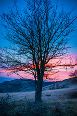 Fototapeta na wymiar Trees in the sunset