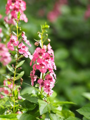 Forget me not red pink flower bouquet beautiful nature