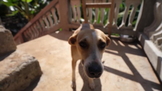 Close up of a cute stray friendly dog coming up to the camera and sniffing it with her ears back with a macro view of his nose, snout, eyes and face with stairs in the background.