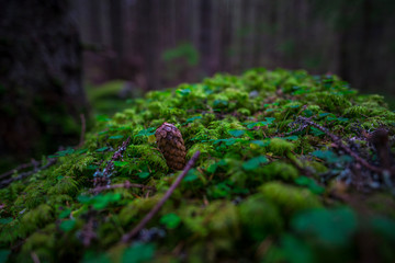 Inside of mystic forest