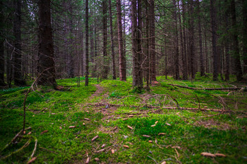 Inside of the wild forest