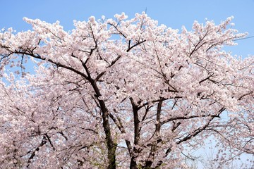 Cherry Blossoms during Spring in Seoul, Korea, Sakura season, selective focus