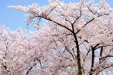 Cherry Blossoms during Spring in Seoul, Korea, Sakura season, selective focus