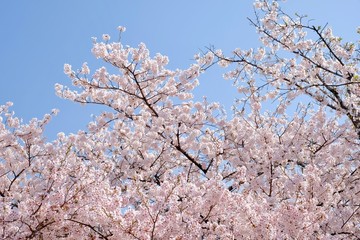 Cherry Blossoms during Spring in Seoul, Korea, Sakura season, selective focus