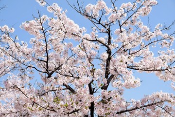 Cherry Blossoms during Spring in Seoul, Korea, Sakura season, selective focus
