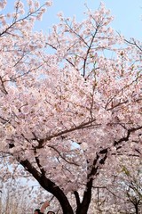 Cherry Blossoms during Spring in Seoul, Korea, Sakura season, selective focus